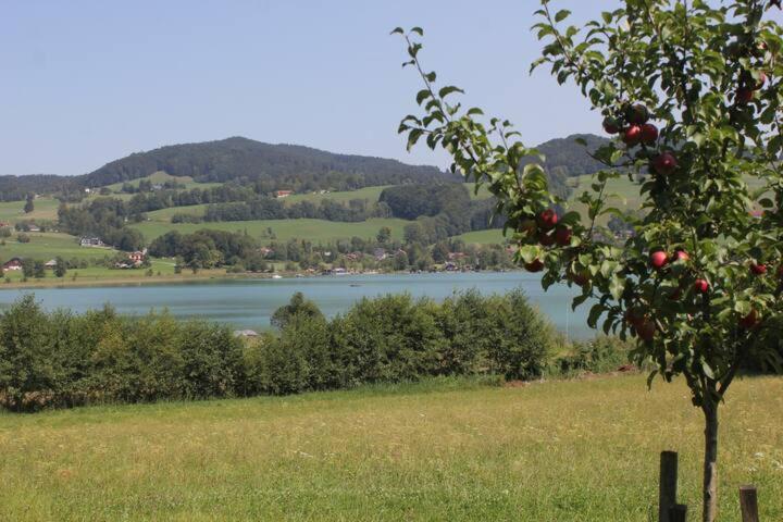 Wunderschoene Ferienwohnung Mit Seeblick Zell am Moos Buitenkant foto